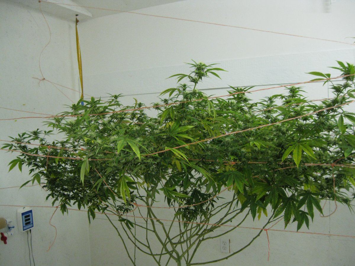 Problems flowering mother plants in rdwc