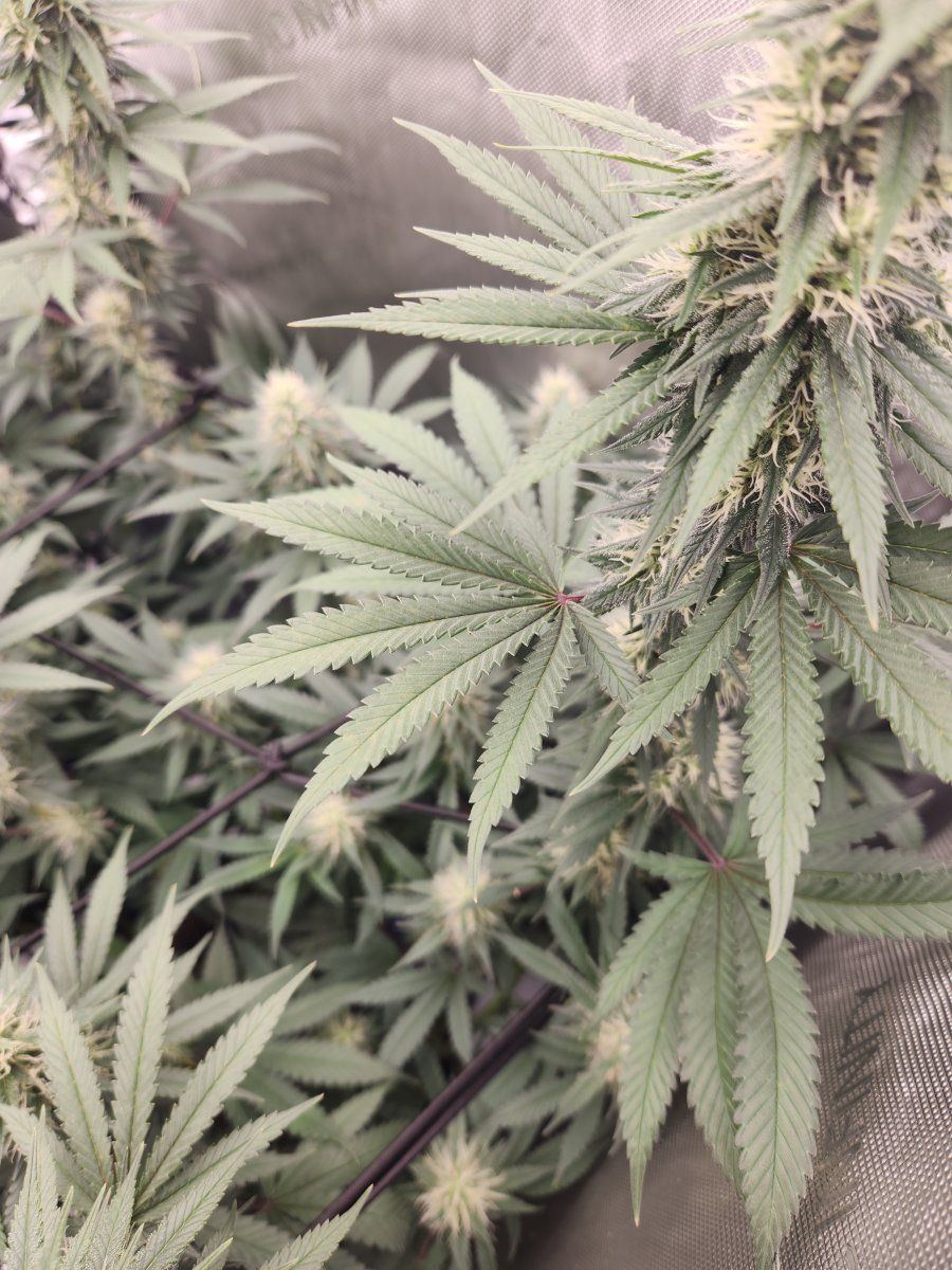 Problems with a freebie necrotic leaves 3