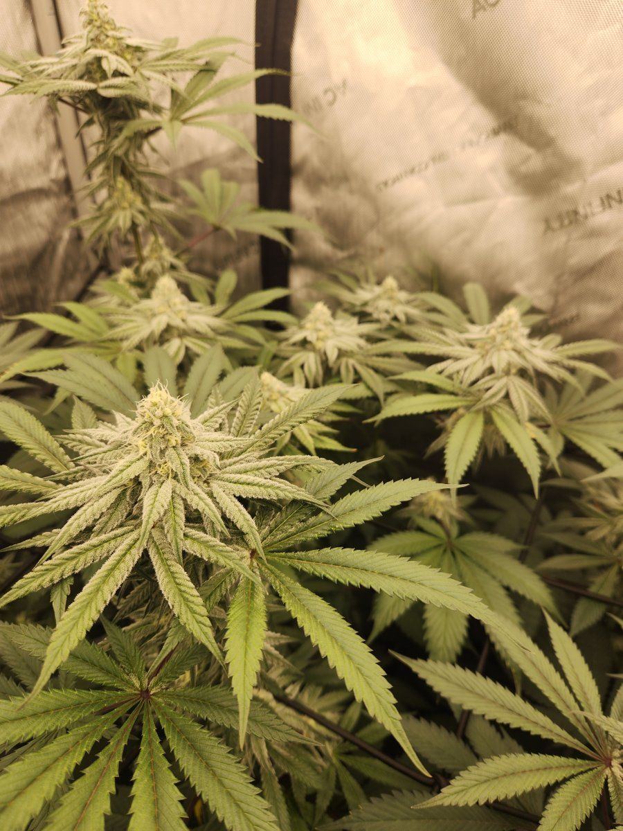 Problems with a freebie necrotic leaves 4