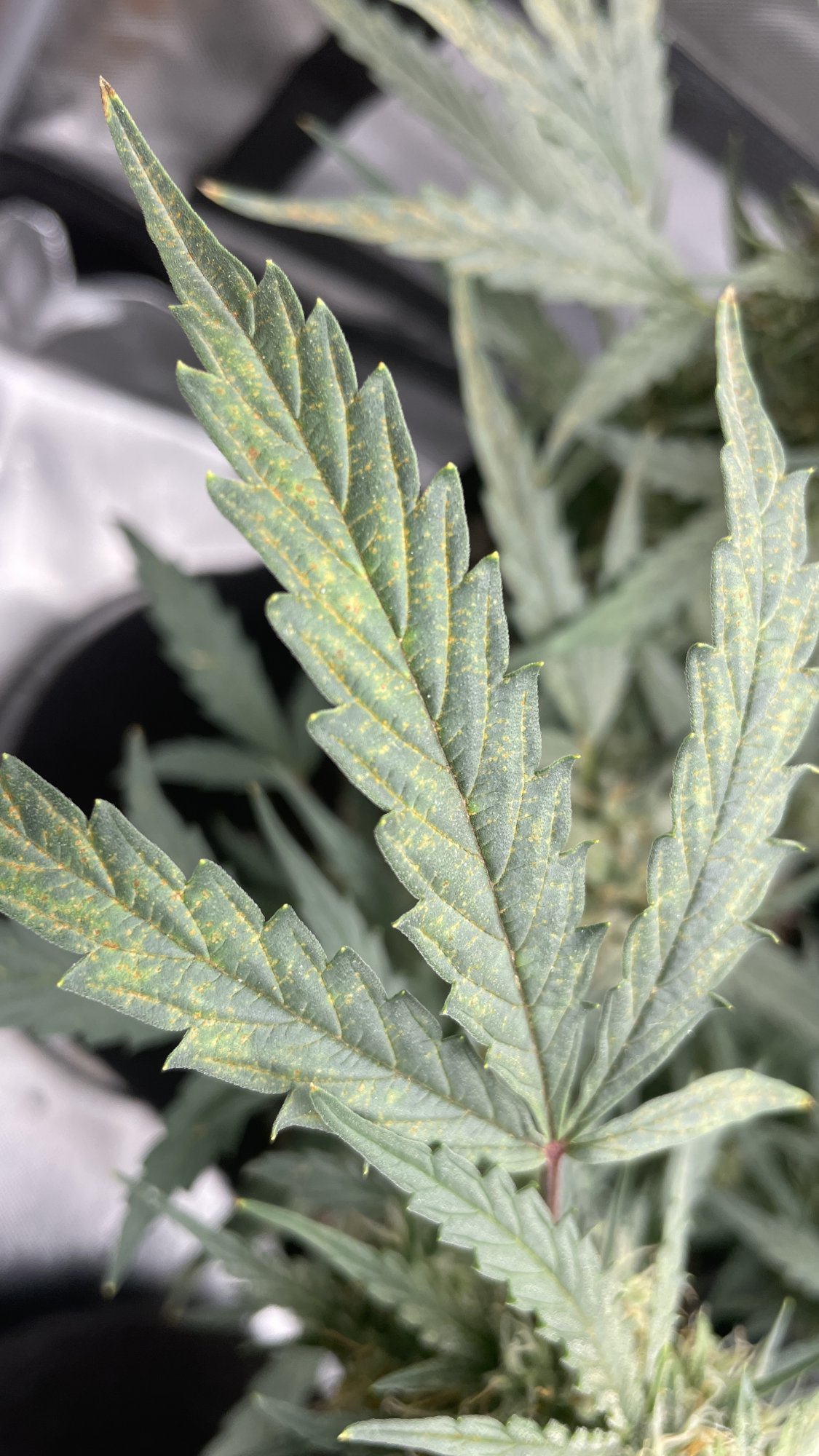 Problems with autoflower during flowering 2