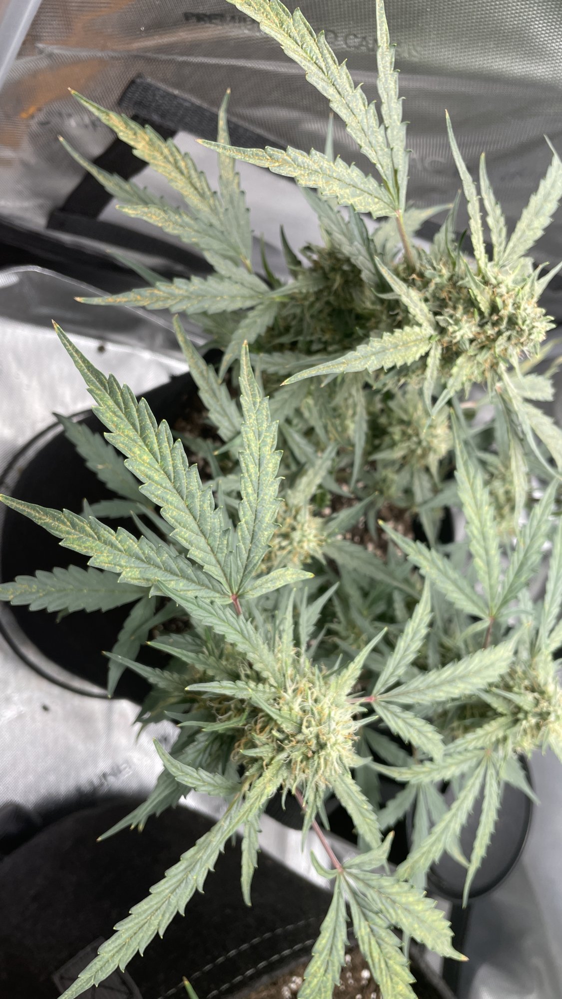 Problems with autoflower during flowering