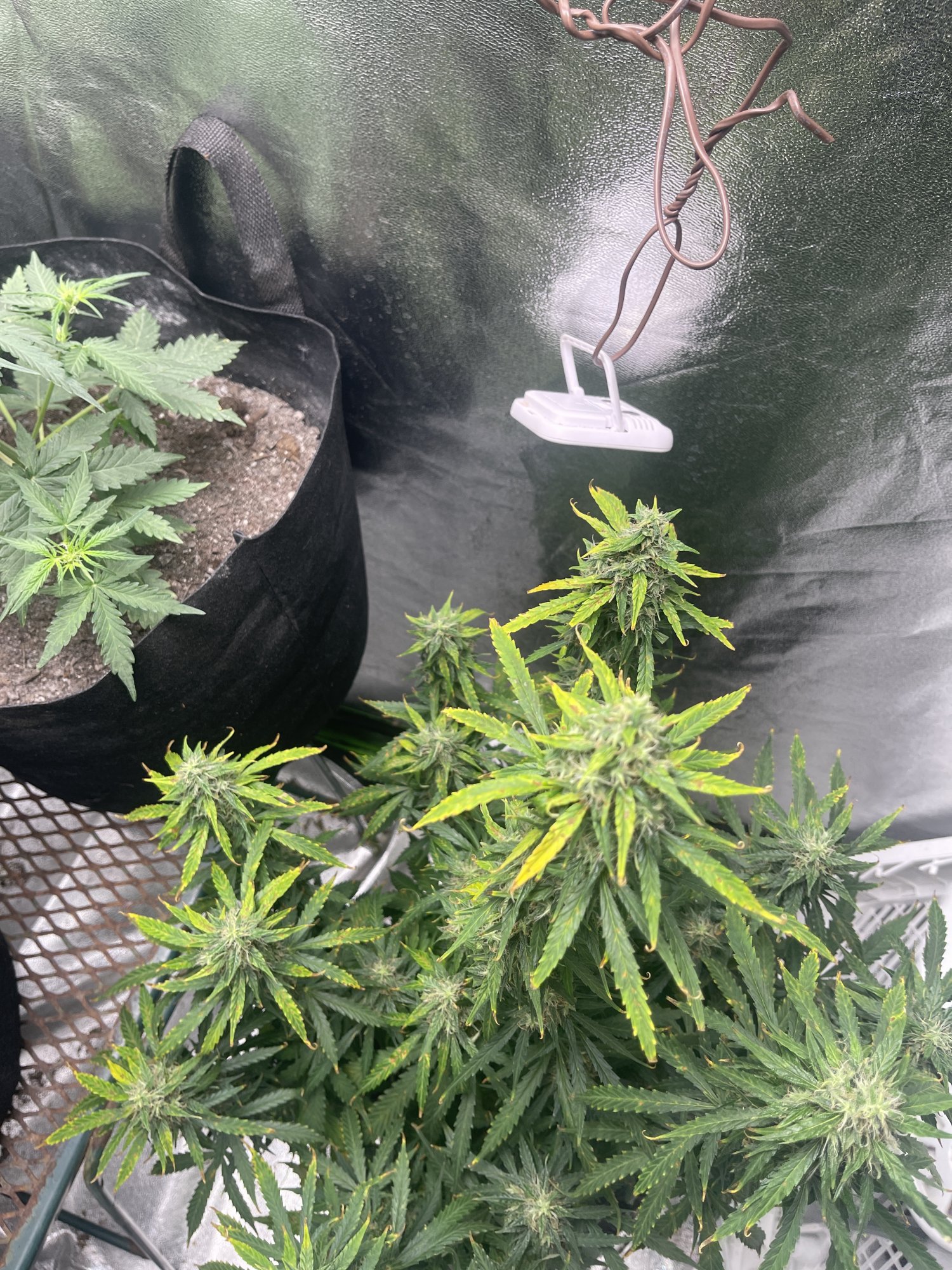 Problems with my northern lights auto 2