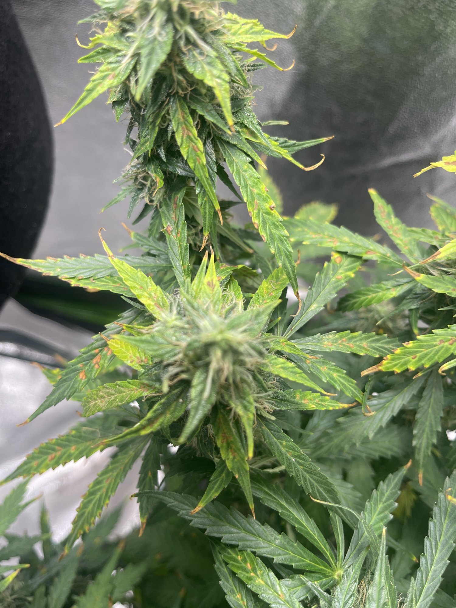 Problems with my northern lights auto 3