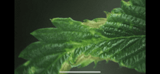 Problems with new clones i got 3