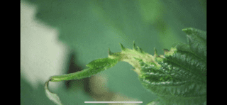 Problems with new clones i got 4