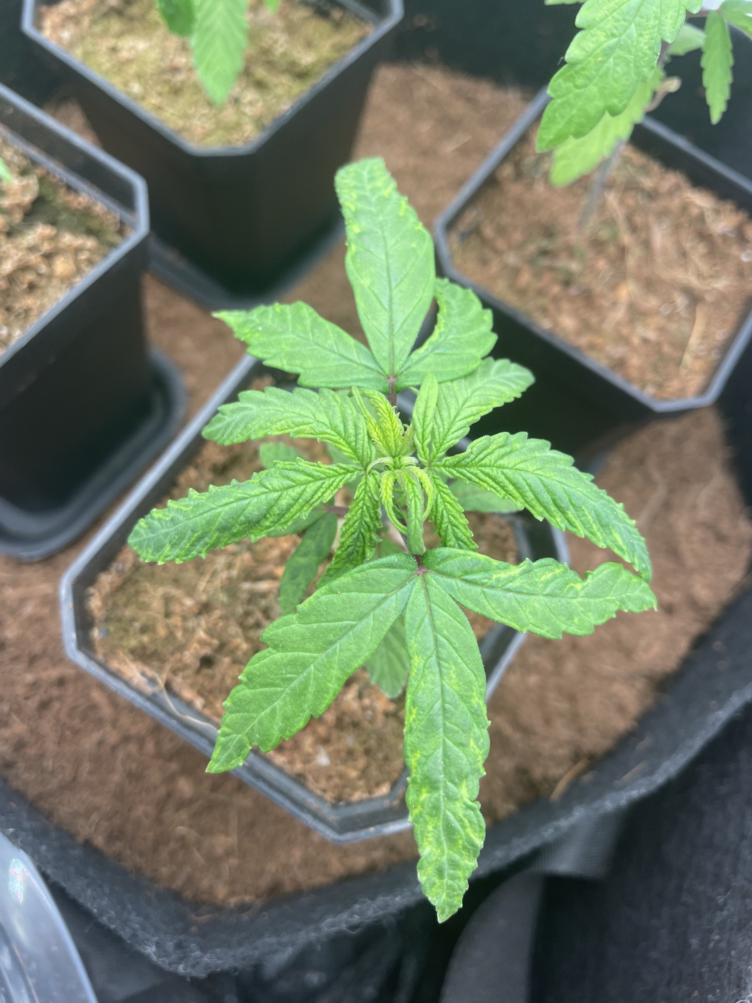 Problems with slow growth please help 2