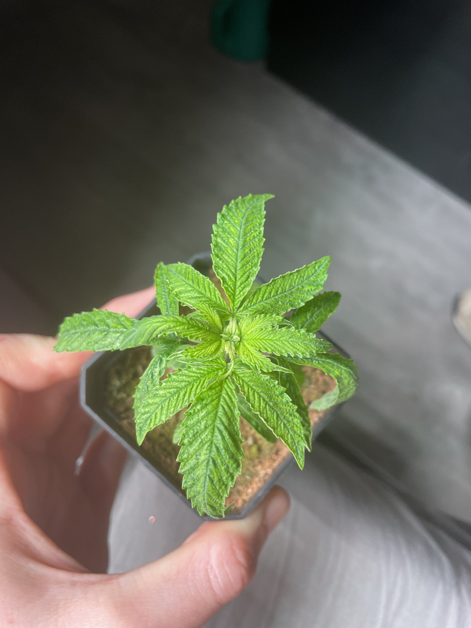 Problems with slow growth please help 3