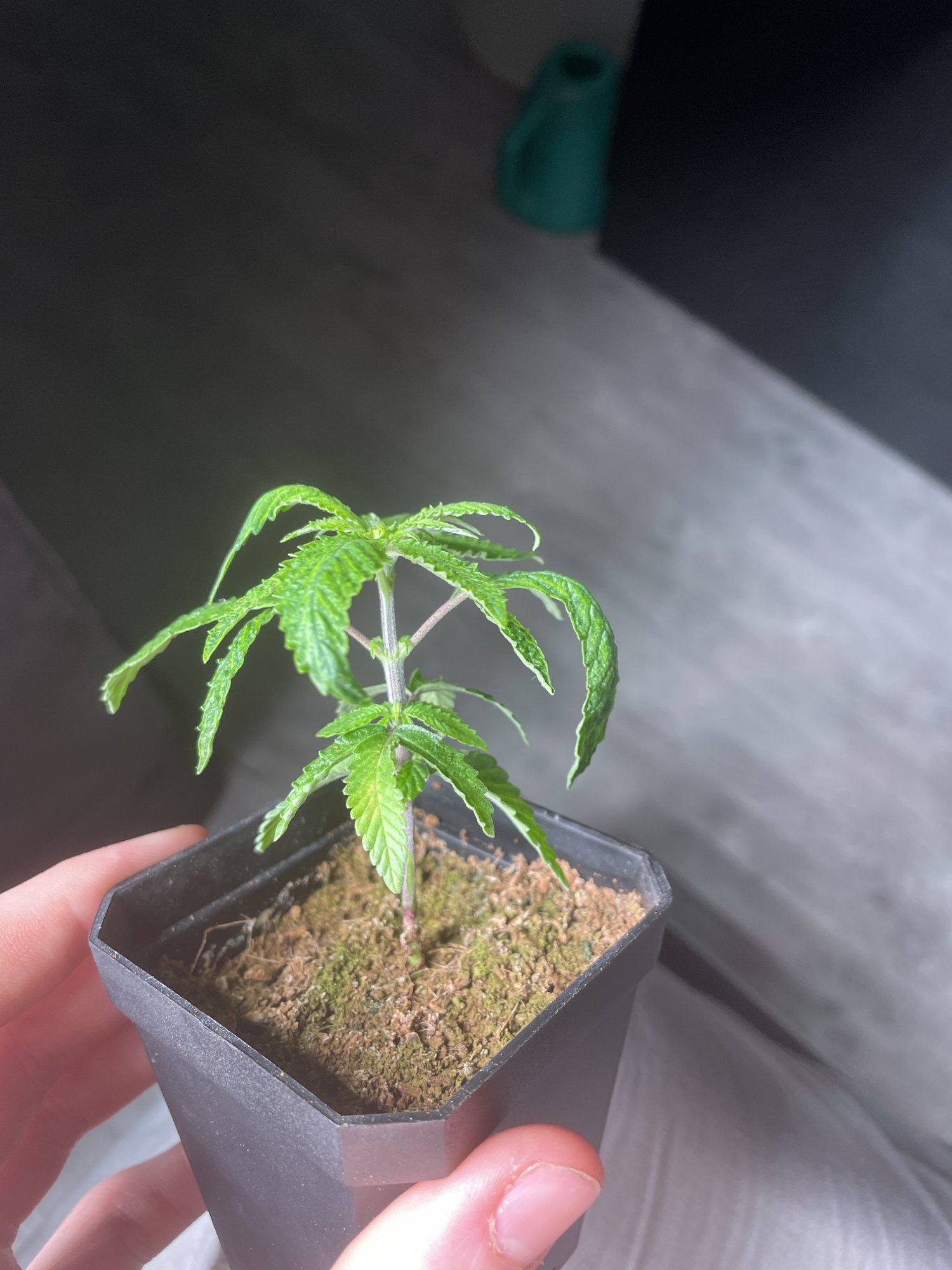 Problems with slow growth please help 4