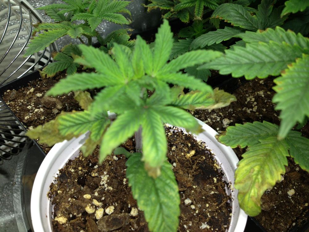 Problems with starts  veg please help 5