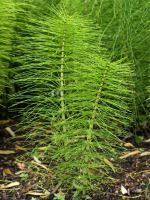 Product horsetail
