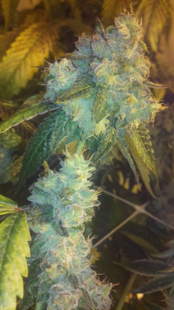 Progibition og