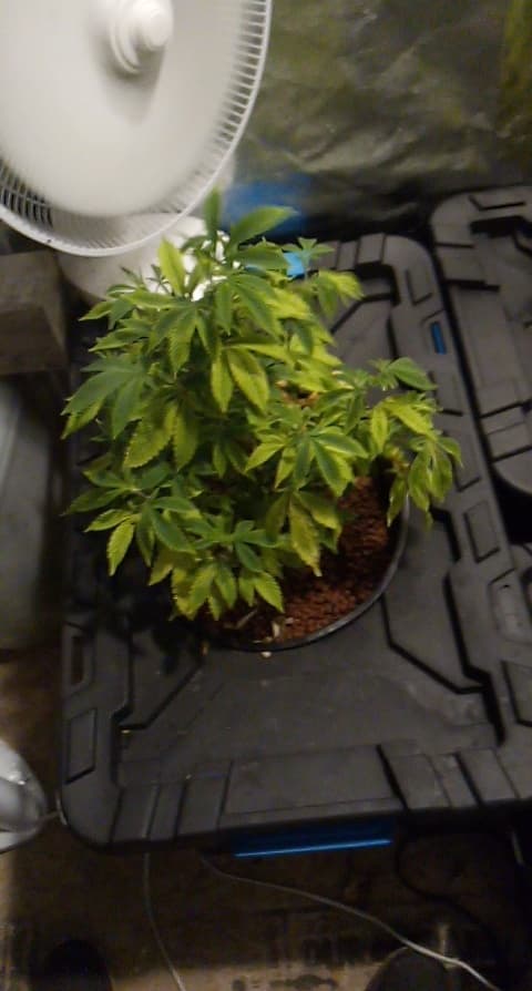 Progress Pic Plant 1 12 04 2020