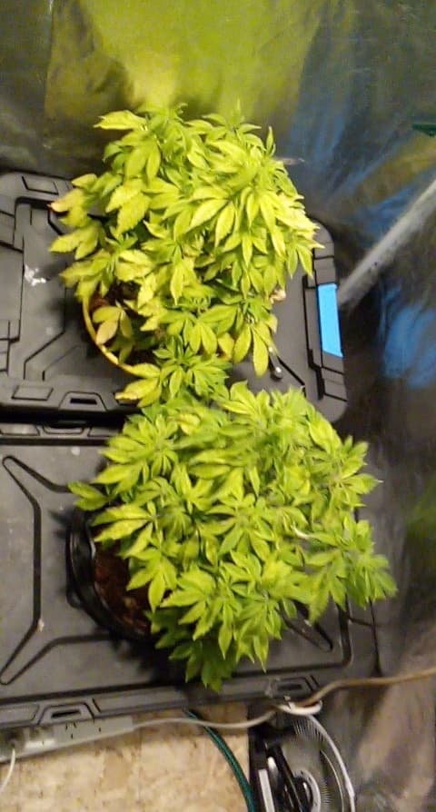 Progress Pic Plant 2  3  12 04 2020