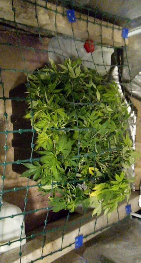 Progress Pic Plant Scrog 12 04 2020