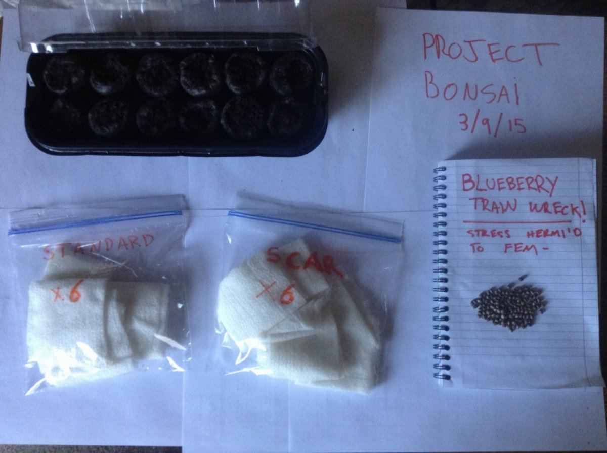 Project bonsai seed to weed a full step journal of bonsai blueberry train wreck