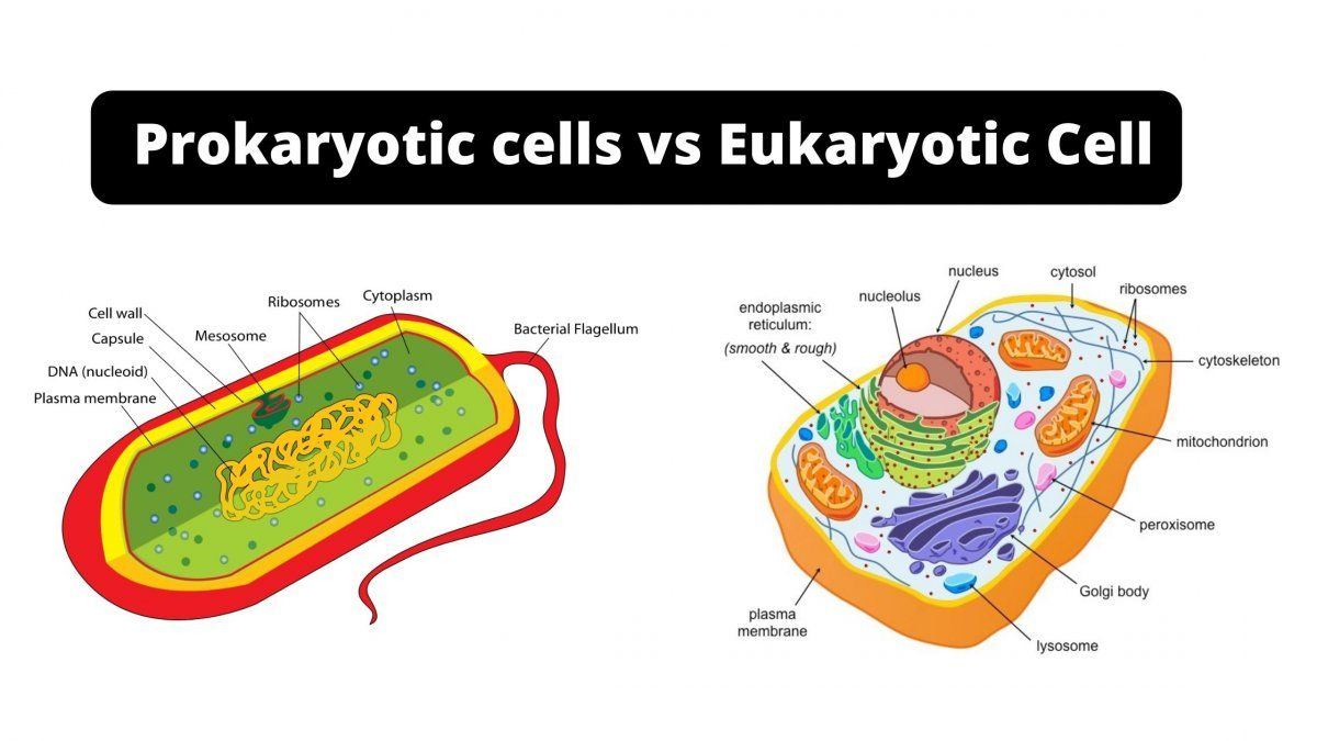 Prokaryotic cells vs Eukaryotic Cell