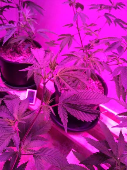 Promix hp issues with pics using kind led 600 3