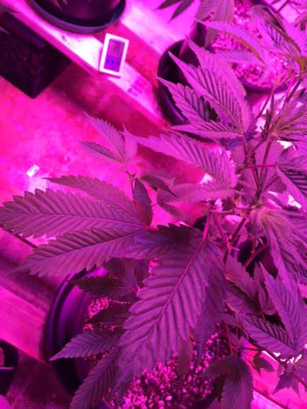 Promix hp issues with pics using kind led 600 4