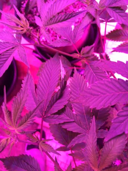 Promix hp issues with pics using kind led 600 5