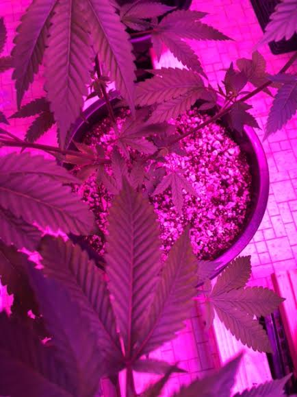 Promix hp issues with pics using kind led 600 6