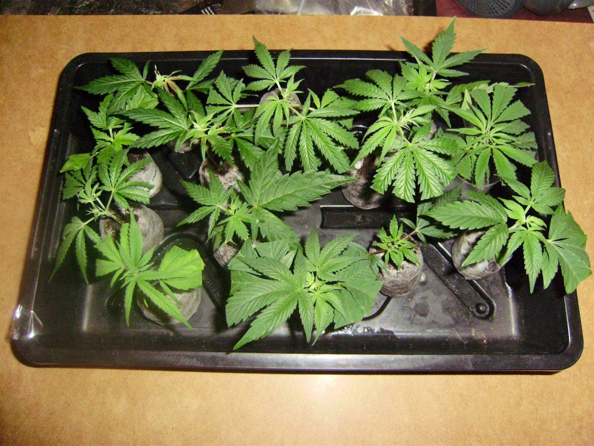Propagator