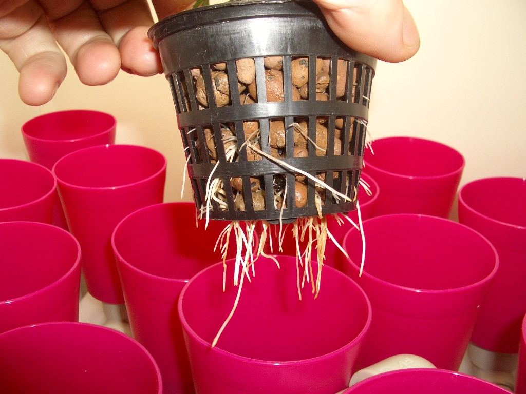 Propagator setup by realist 4