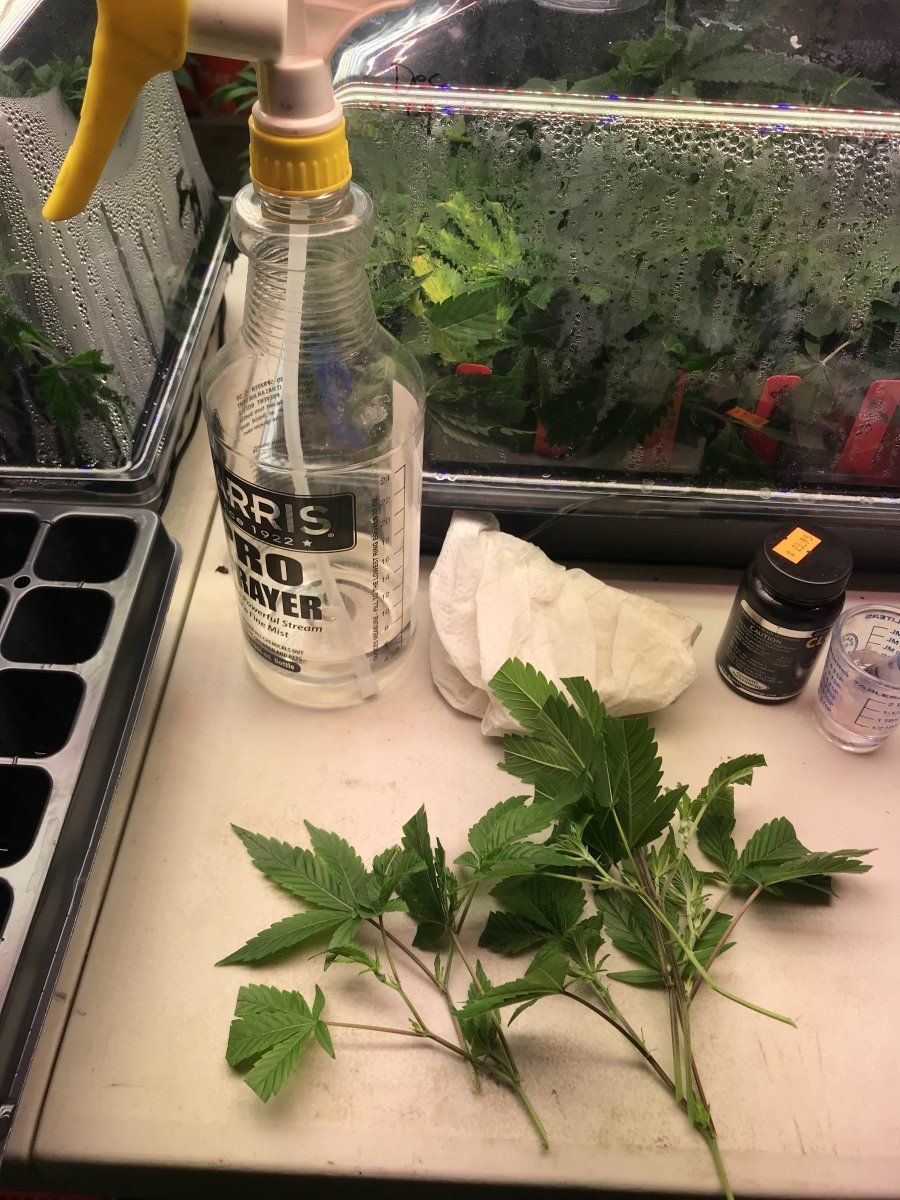 Proper cloning etiquette and cleaning procedures 4
