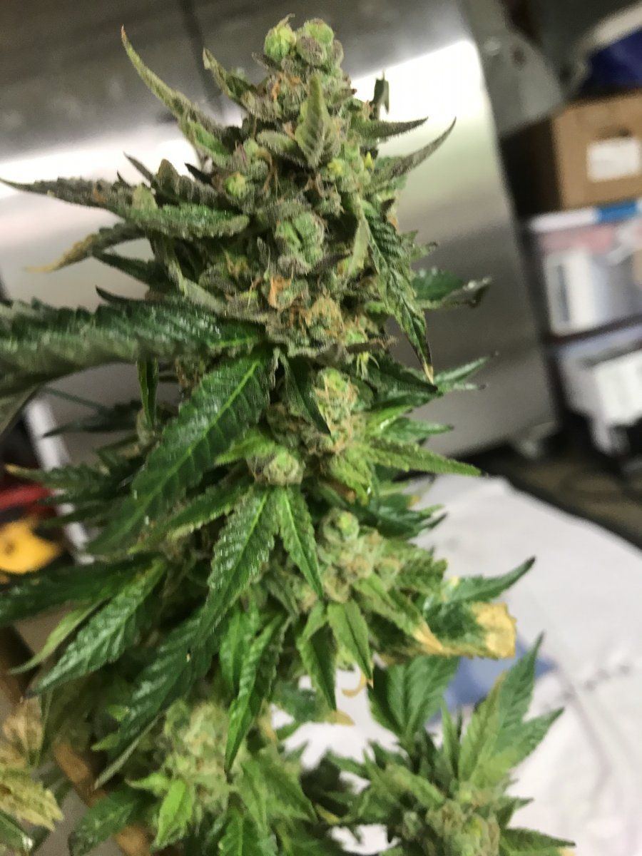 Proper cloning etiquette and cleaning procedures 6