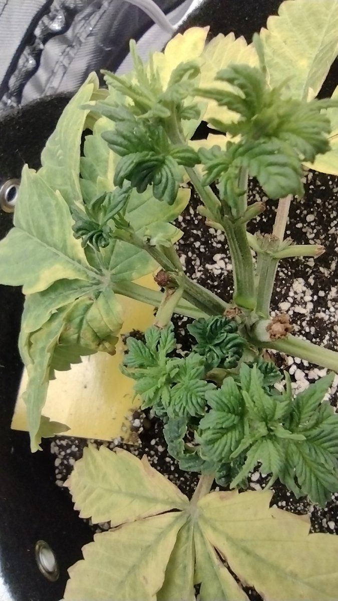 Proper feeding and watering techniques 12