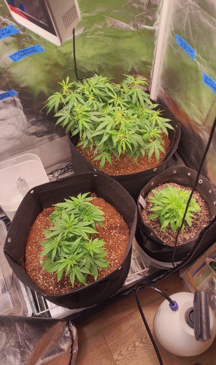 Proper feeding and watering techniques 13