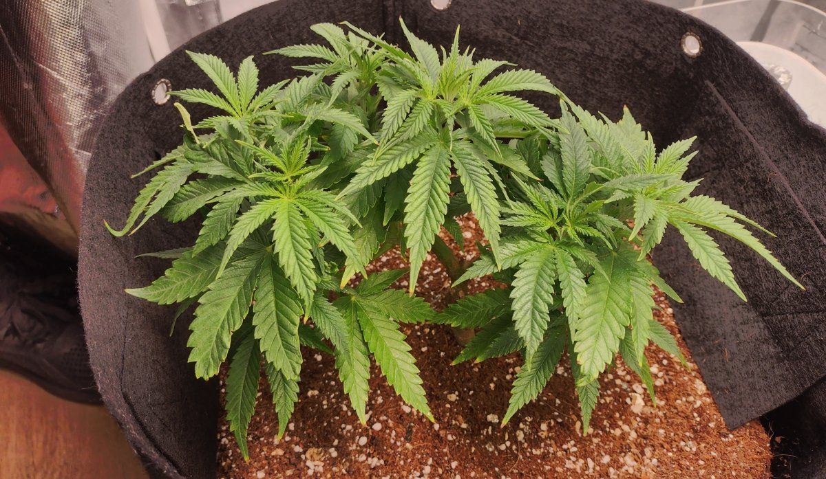 Proper feeding and watering techniques 14