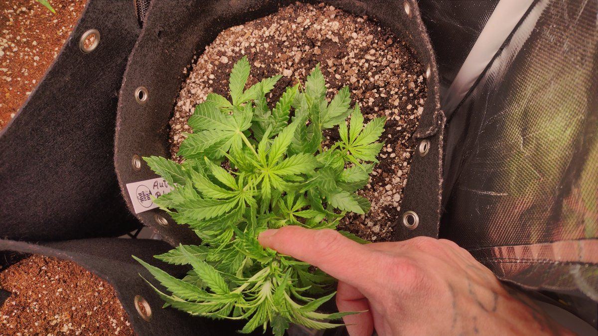 Proper feeding and watering techniques 15