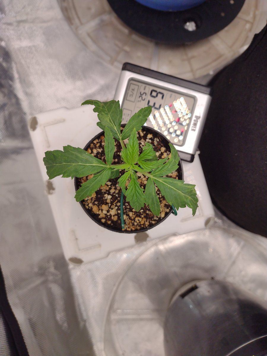 Proper feeding and watering techniques 5