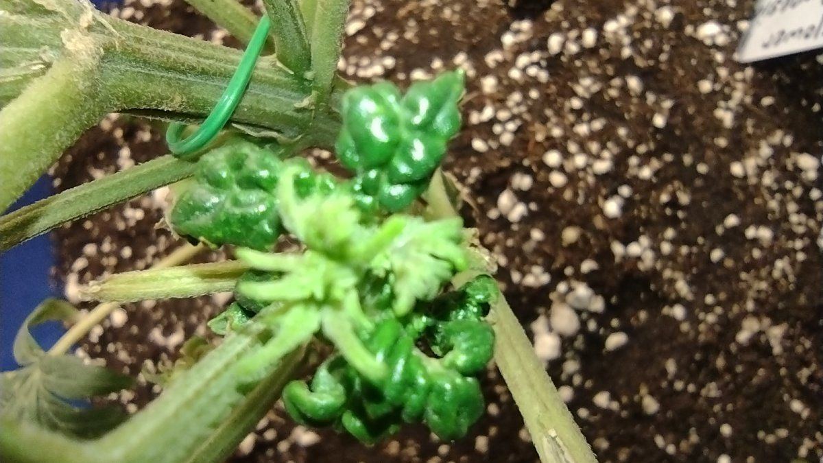 Proper feeding and watering techniques 6