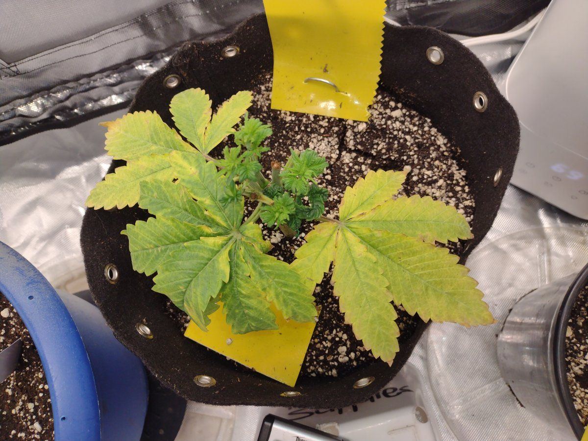 Proper feeding and watering techniques 7