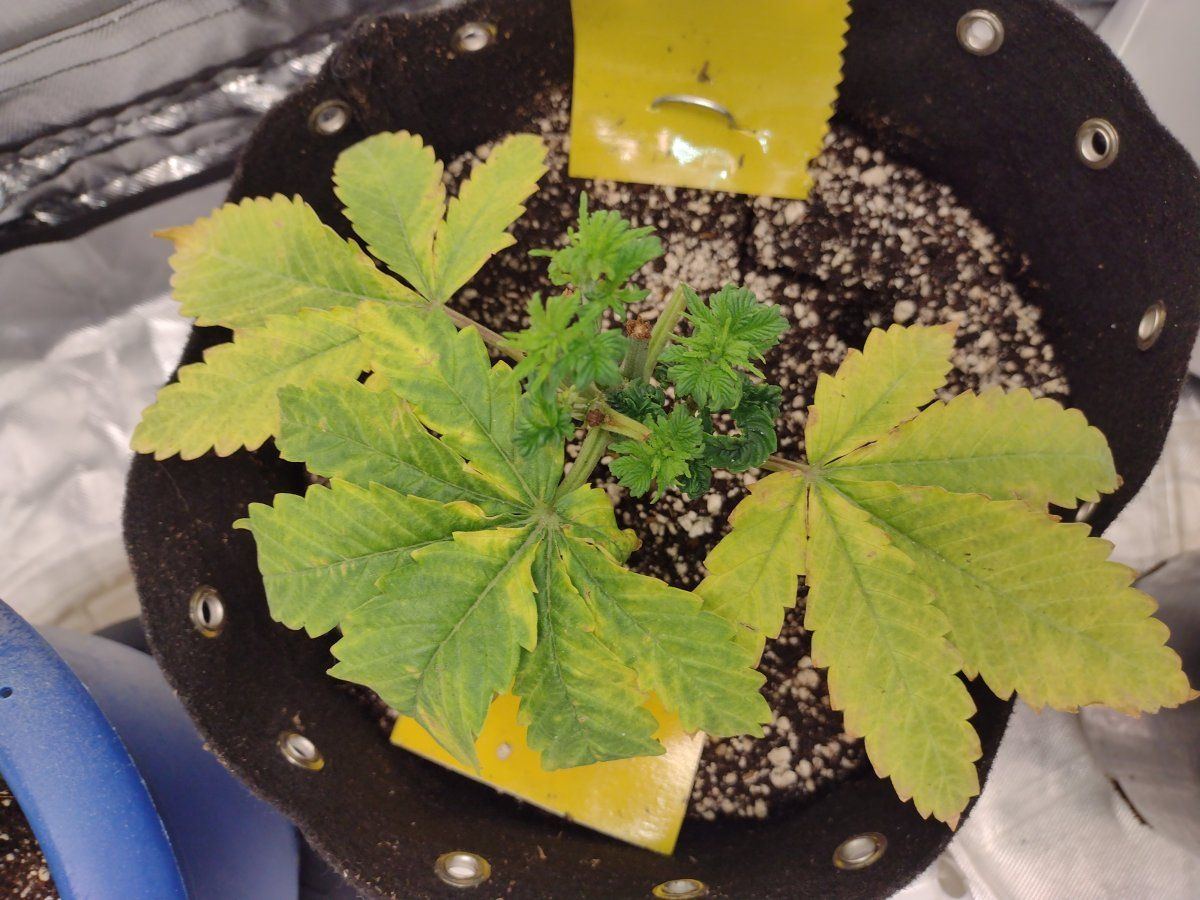 Proper feeding and watering techniques 8