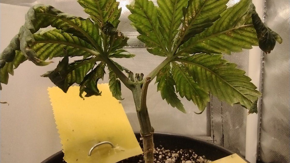 Proper feeding and watering techniques 9