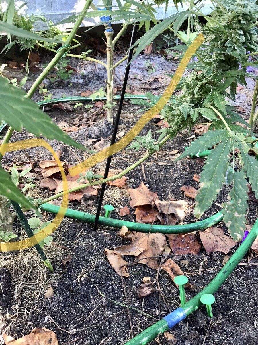 Prune or not to prune an under canopy stem and small bud 3