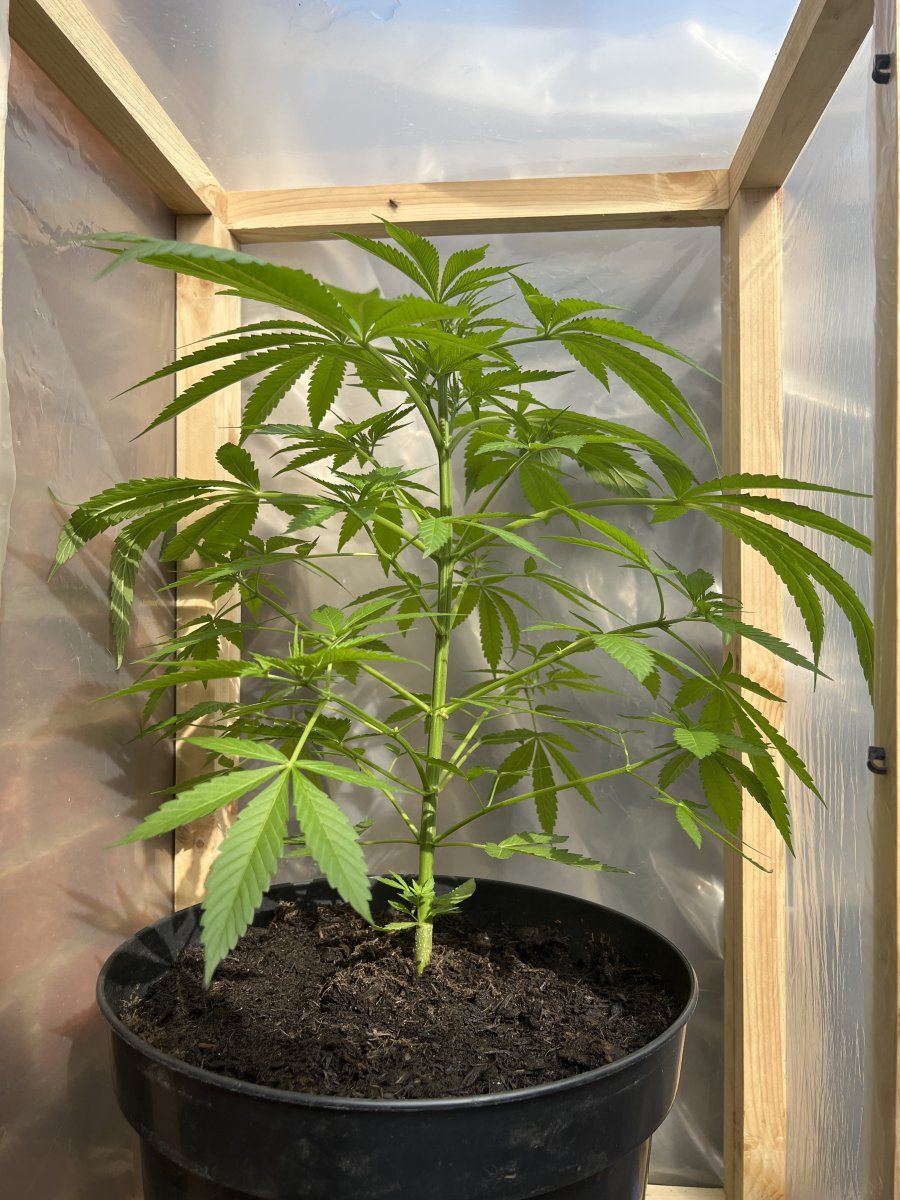 www.thcfarmer.com