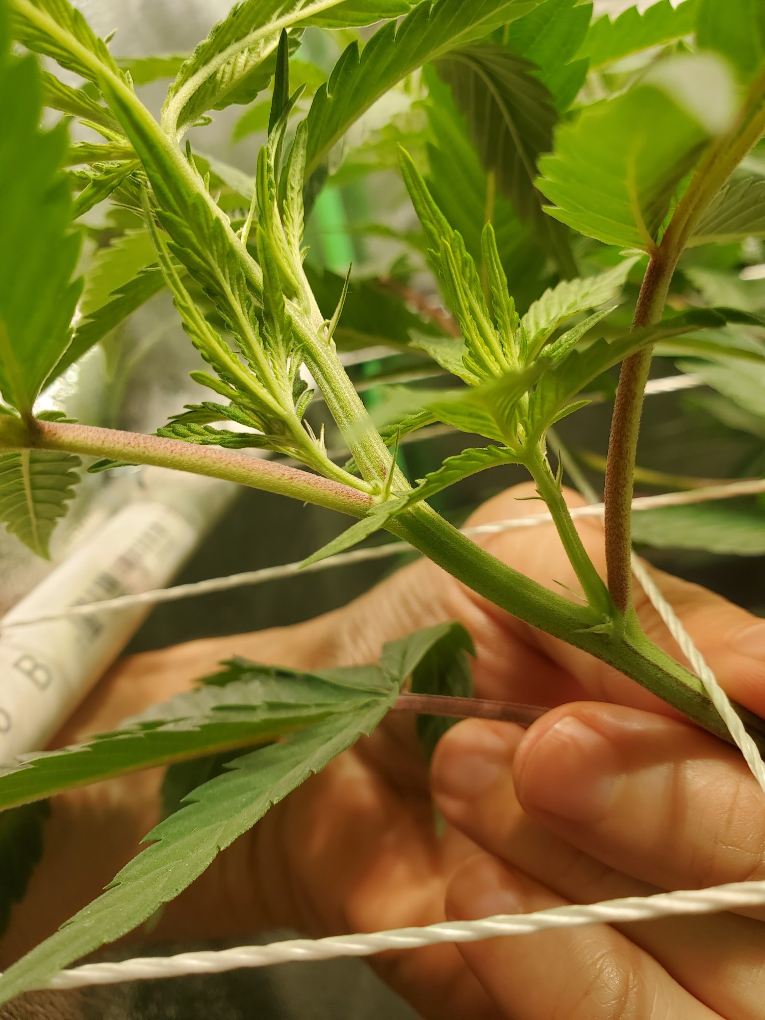 Pruning lower nodes during stretch? - THCFarmer