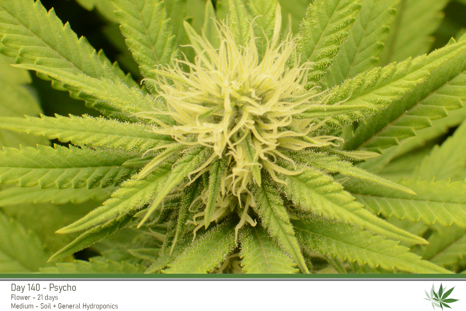 Psycho 140Days Bud