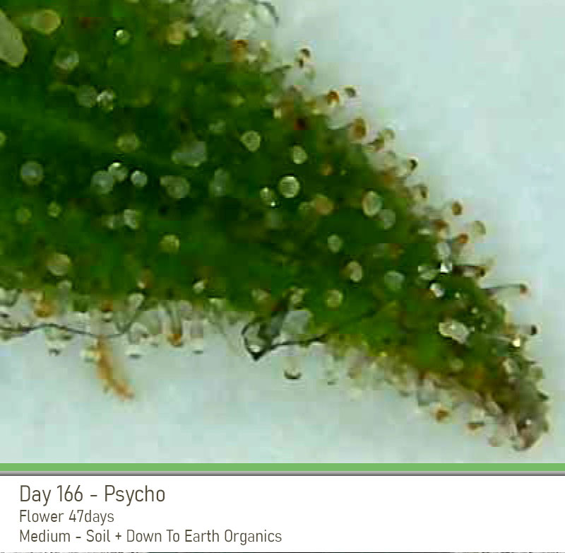 Psycho 166 Trichs