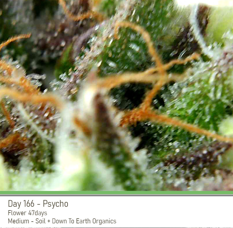Psycho 166 Trichs2