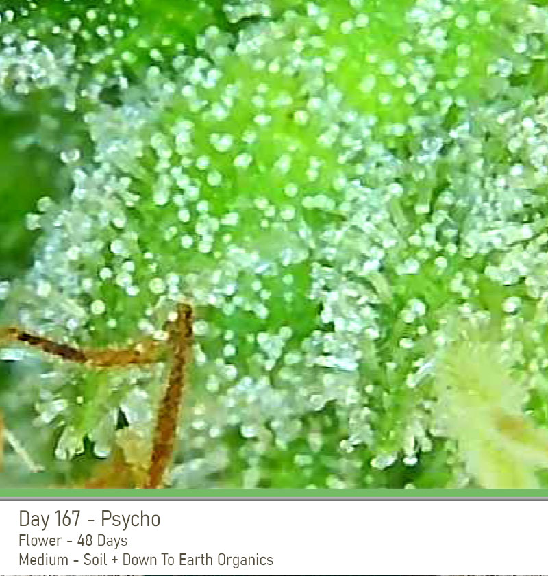 Psycho 167 Trichs