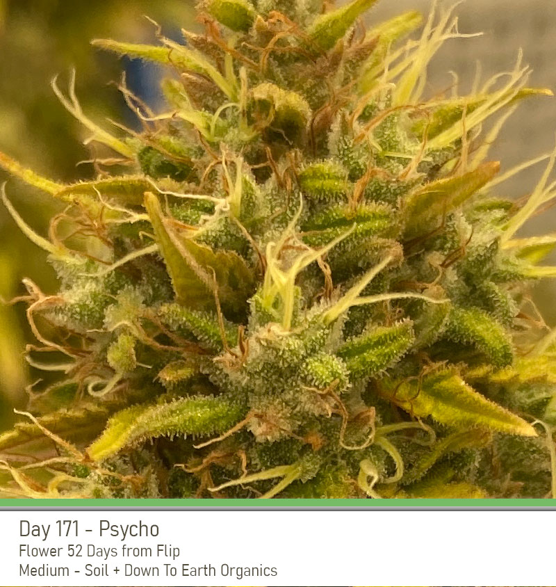 Psycho 171 Bud