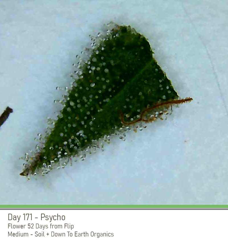 Psycho 171 Trichs