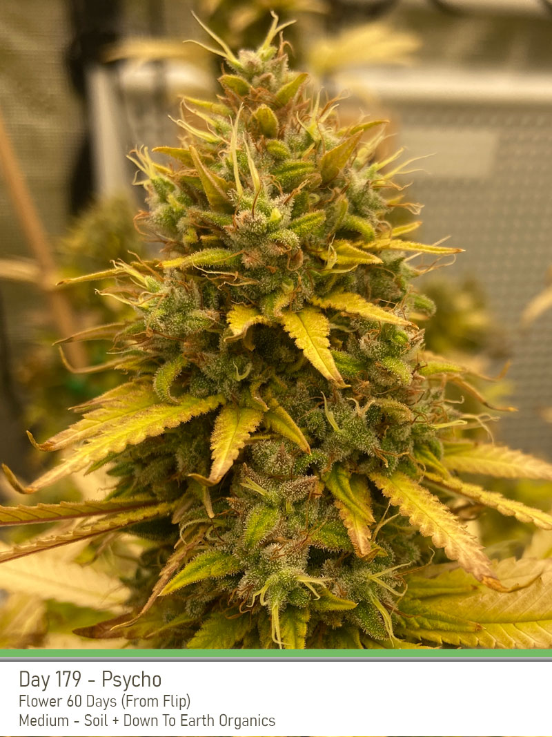 Psycho 179 Bud
