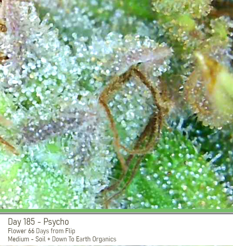 Psycho 185 Trich