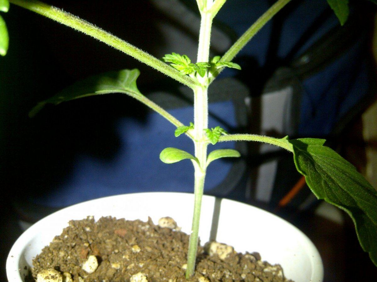 Pt 2 12 4 12