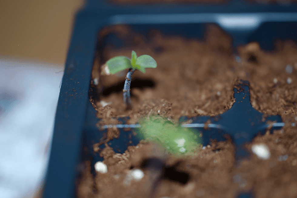 PTK 3